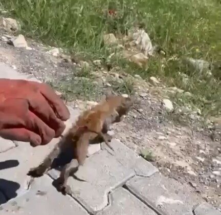 Su giderine sıkışan kedi kurtarıldı