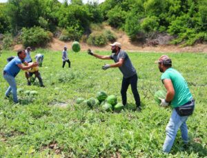 Tescilli Adana karpuzunda hasat başladı: Kilogramı 20-24 lira
