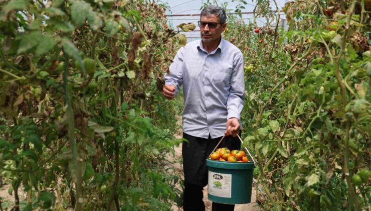 Yetiştirdiği ürünleri, aracısız satan çiftçinin yüzü güldü