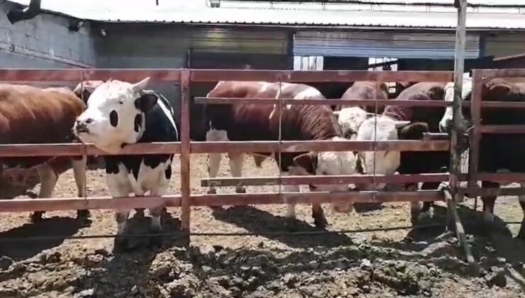 7 hisseli kurbandan umre  ziyareti çıktı çifte bayram yaşadı