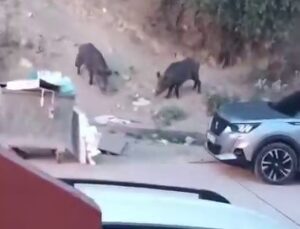 Aç kalan domuzlar çöpte yem aradı