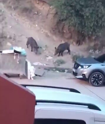Aç kalan domuzlar çöpte yem aradı
