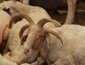 Adana’da 4 boynuzlu koçlar kurban pazarlarının gözdesi oldu