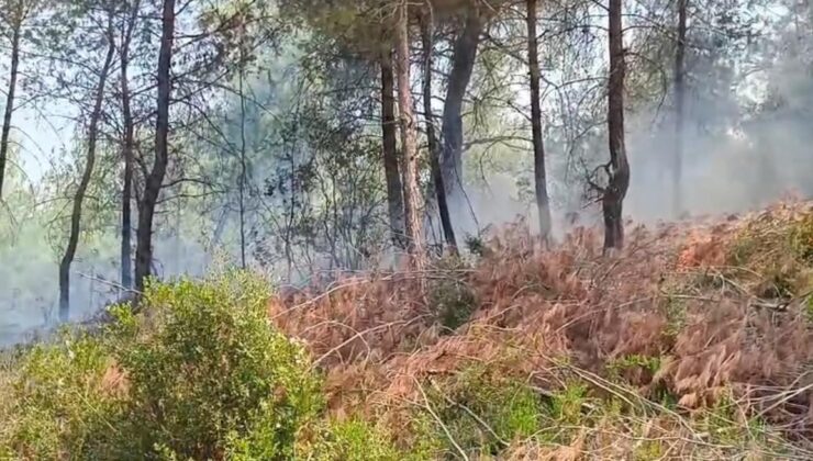 Adana’da orman yangını kontrol altına alındı
