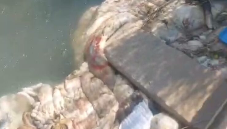 Adana’da sulama kanalları hayvan pislikleriyle doldu taştı