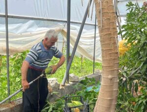 Alanya’da papaya hasadı başladı, kilosu 100 liraya kadar alıcı buluyor