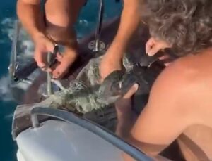 Alanya’da plastik çuvala dolanan yavru caretta caretta balıkçılar tarafından kurtarıldı