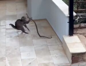 Alanya’da yılana kafa tutan kedi
