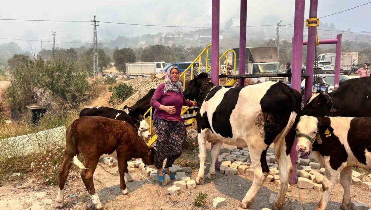 Alevlerin sıçradığı ahırından ekiplerin yardımıyla hayvanları kurtardı