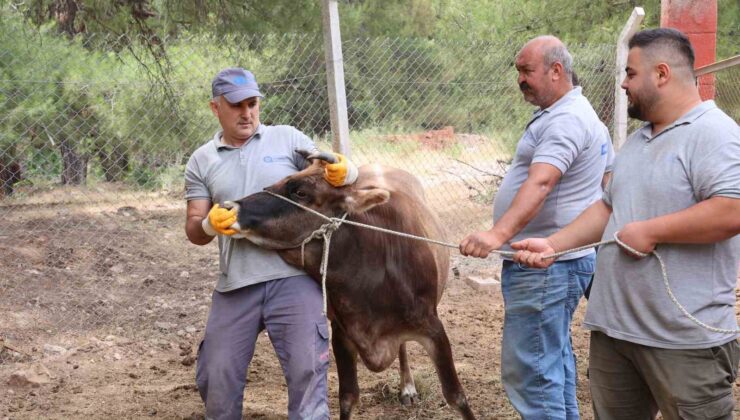 Antalya Büyükşehir Belediyesi Kurban Bayramı’na hazır