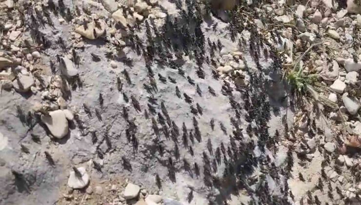 Antalya Gelesandra Yaylası’nda çekirge istilası