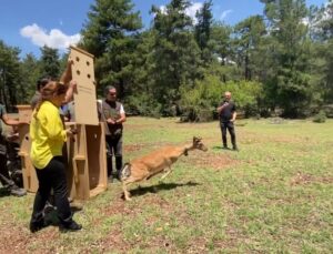 Antalya’da doğaya salınan alageyiğin hareketleri uyduyla izleniyor