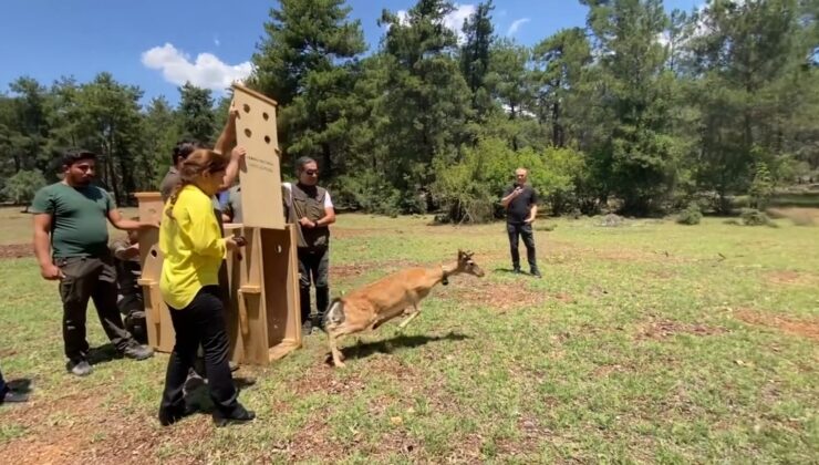 Antalya’da doğaya salınan alageyiğin hareketleri uyduyla izleniyor