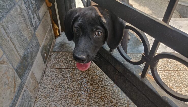 Arsuz’da kafasını korkuluğa sıkıştıran köpeği itfaiye kurtardı