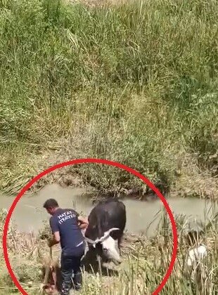 Bataklığa saplanan 3 büyükbaşı itfaiye kurtardı