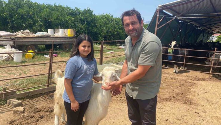 Bayramın en şanslı keçisi kesilmekten kurtuldu