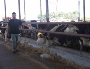 Besicinin ceylan gibi koşuyorlar dediği 300 bin TL değerindeki 3 angus sevkiyat esnasında kaçarak sırra kadem bastılar