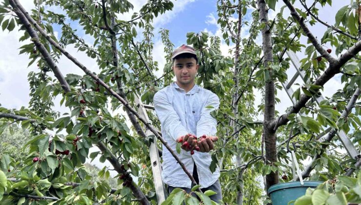 Don afetinin rekolteyi düşürdüğü kirazda hasat vakti