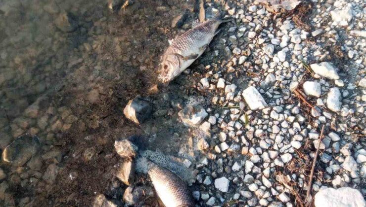 Eğirdir Gölü’nde yüzlerce sazan balığı ölü bulundu
