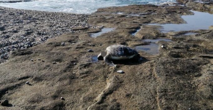 Gazipaşa’da caretta başı kesilmiş halde bulundu
