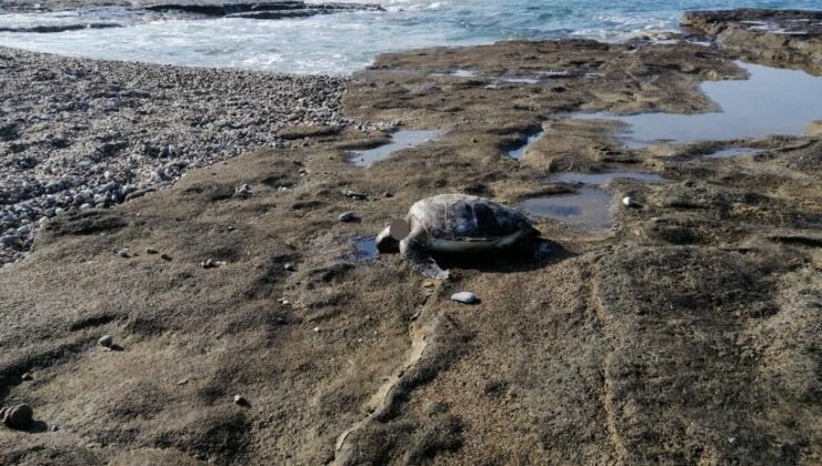 Gazipaşa’da caretta başı kesilmiş halde bulundu