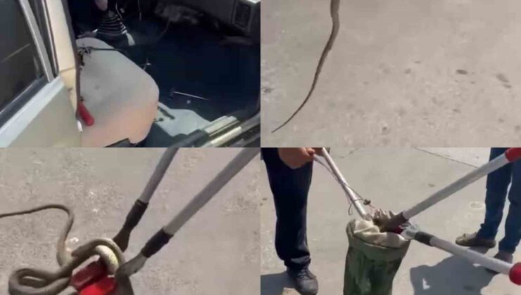 Hastane bahçesindeki otomobilden yılan çıktı