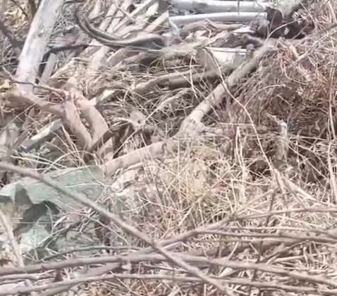 Hatay’da çiftleşen yılanlar kameraya yakalandı