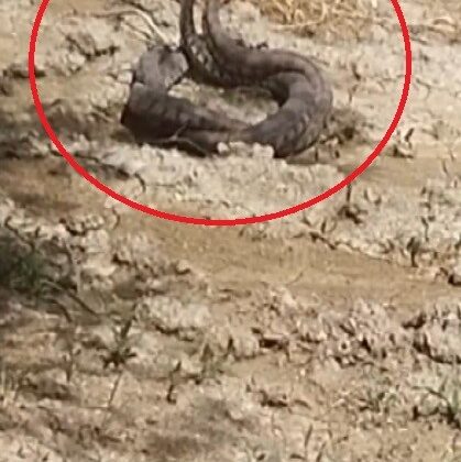 Hatay’da yılanların çiftleşme dansı kamerada