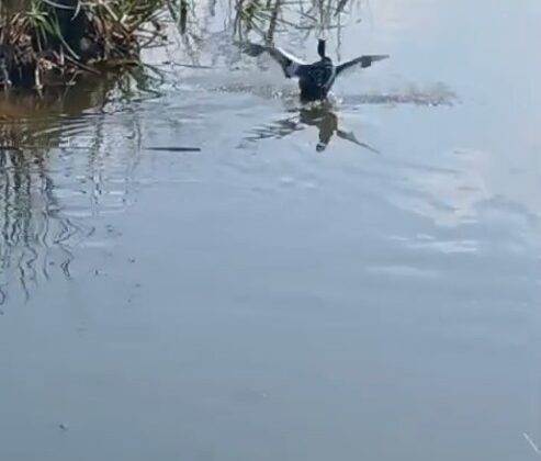 Isparta’da yaralı bulunan bahri kuşu tedavisinin ardından doğaya salındı