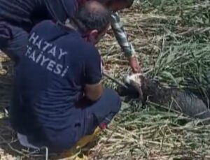 Kaçarak çamura saplanan kurbanlık koyunları itfaiye kurtarıldı