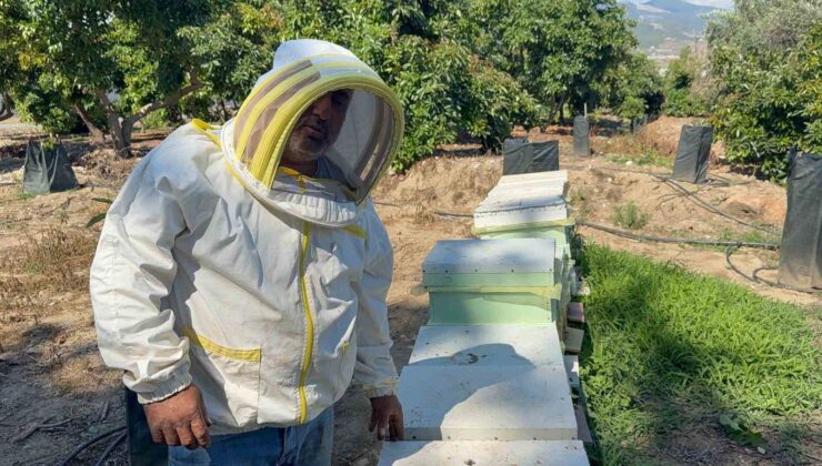Kovanlarına ayı saldıran arıcı: “Bal falan kalmamış”