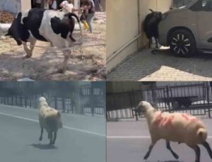 Kurbanlıklar firarda