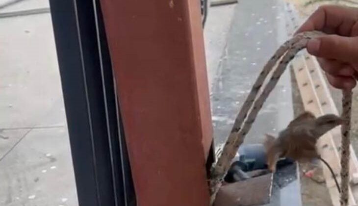 Mahsur kalan kuş demir direk kesilerek kurtarıldı