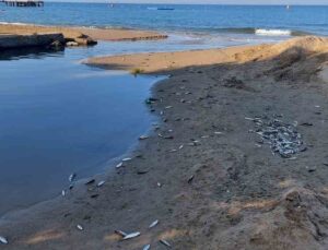 Manavgat’ta balık ölümleri alarm verdi, kimyasal kirlilik inceleniyor