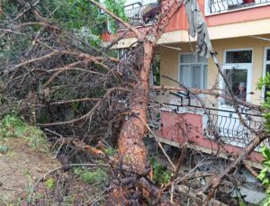 Manavgat’ta dev ağaç binanın üzerine devrildi
