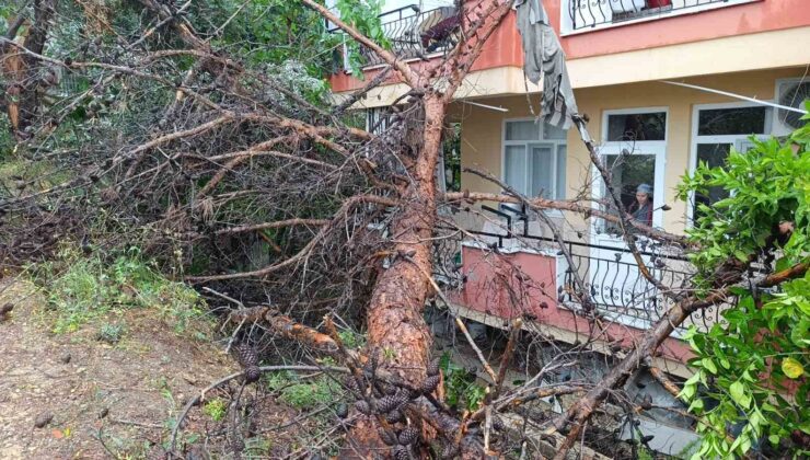 Manavgat’ta dev ağaç binanın üzerine devrildi