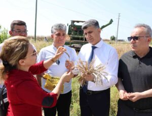 Mersin’de yerli buğdayın hasadı gerçekleştirildi