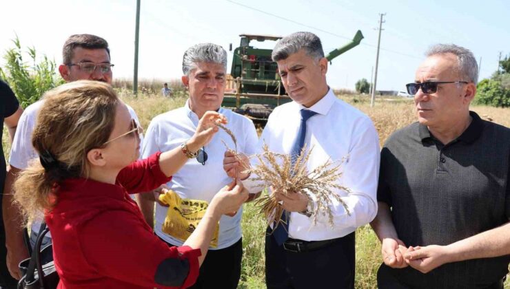Mersin’de yerli buğdayın hasadı gerçekleştirildi