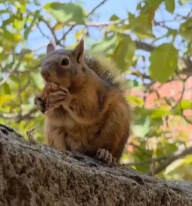 Osmaniye’de, bayram kömbesi yiyen sincap görüntülendi