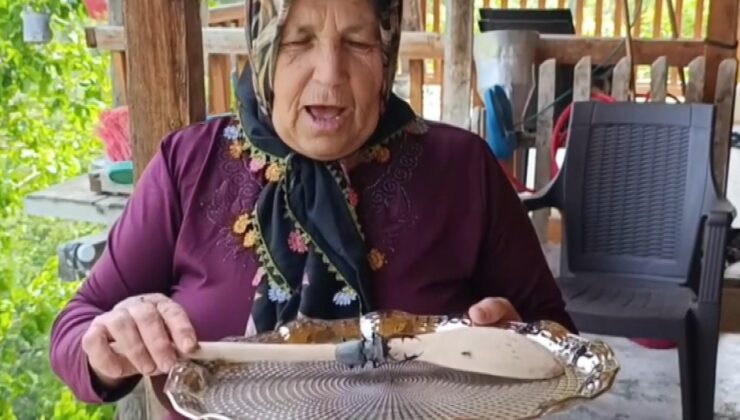 Parmak büyüklüğünde geyik böceği görüldü: Cezası 557 bin TL