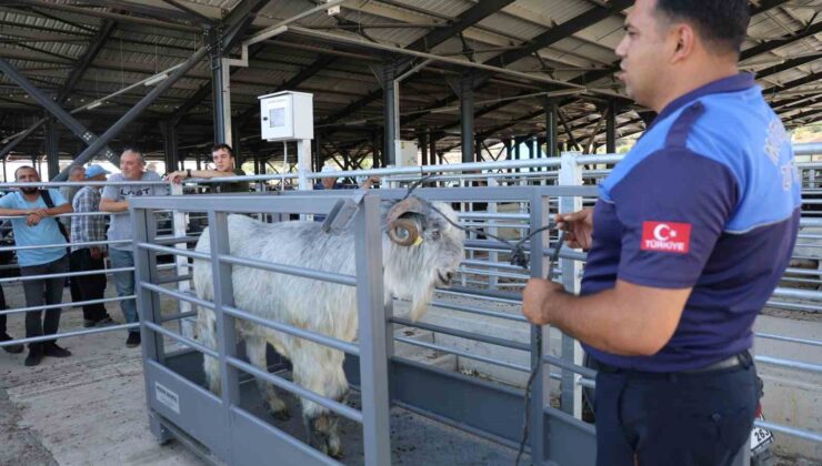 Pazarın en ağırı 153 kiloluk teke dikkat çekti