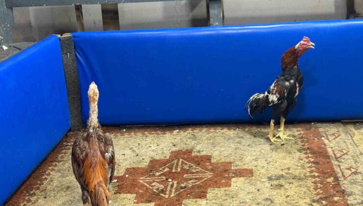 Polis müşteri gibi girdi, horoz dövüşüne suçüstü operasyon yaptı