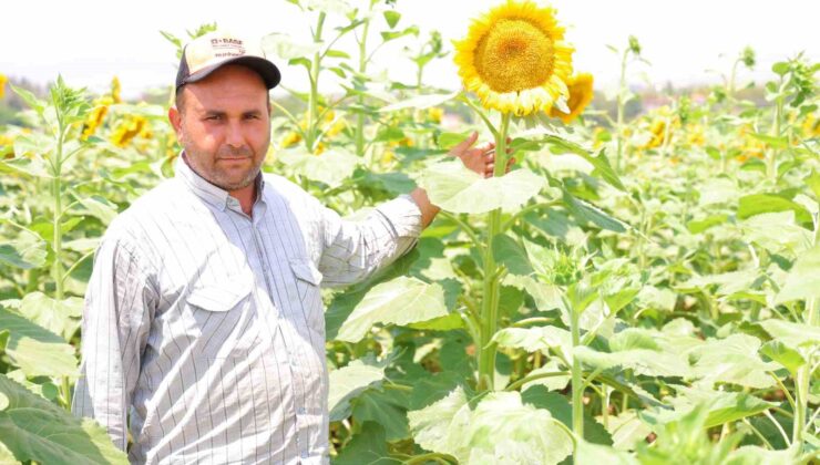 Sarının en güzeli: Ayçiçeği tarlaları görsel şölen sunuyor