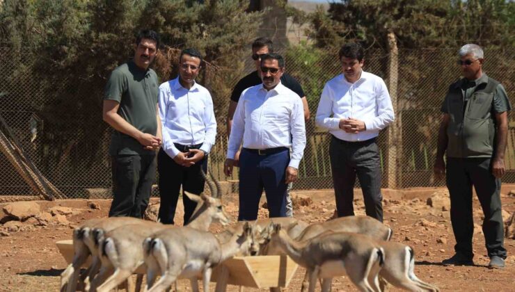 Suriye sınırının sıfır noktasında kurulan merkezle birlikte dağ ceylanlarının sayısı  18 kat arttı