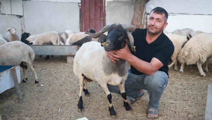 Sürüdeki 200 hayvan arasından 3 boynuzuyla ön plana çıkan ‘ahırın süsü’ ilgi odağı oldu