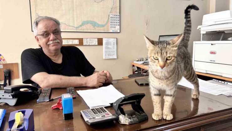 Yavrularını ağzıyla ofise taşıyan anne kedi yürekleri ısıttı