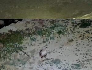 Yayladaki evin bahçesi yabani hayvanların mekanı oldu