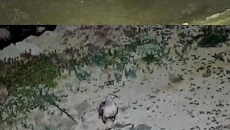 Yayladaki evin bahçesi yabani hayvanların mekanı oldu