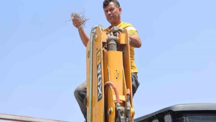 Yuva bozulmasın diye kepçesine kontak vurmayan operatörün yüzü 27 gün sonra kumru yavrularının uçup gitmesiyle güldü