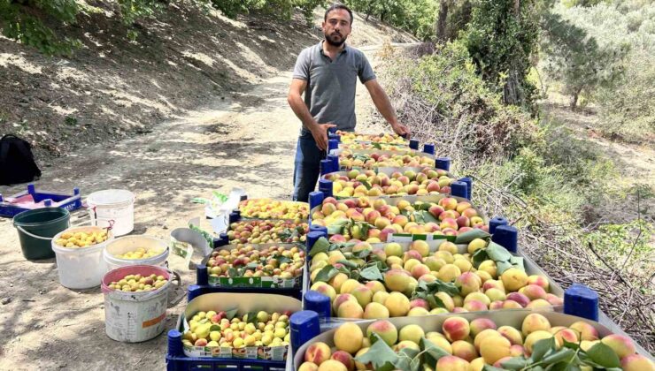 Zirai donu kayıpsız atlatan kayısıda bereketli hasat; 50 TL ile 70 TL arasında alıcı buluyor